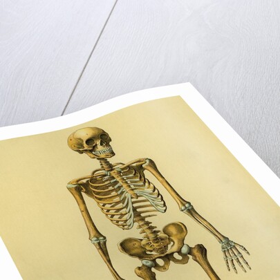 Illustration of Human Skeleton by Anonymous