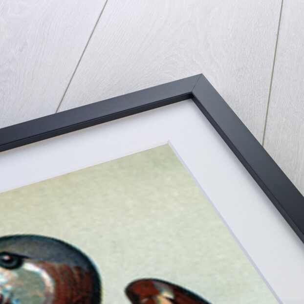 Illustration of Child Dressed in Sparrow Costume by Anonymous