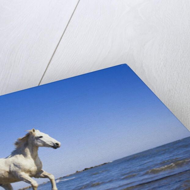 Camargue Horse Running on Beach by Anonymous