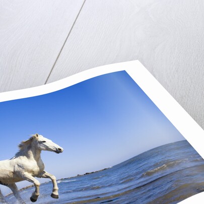 Camargue Horse Running on Beach by Anonymous