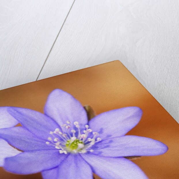 Purple Liverwort Flower by Anonymous