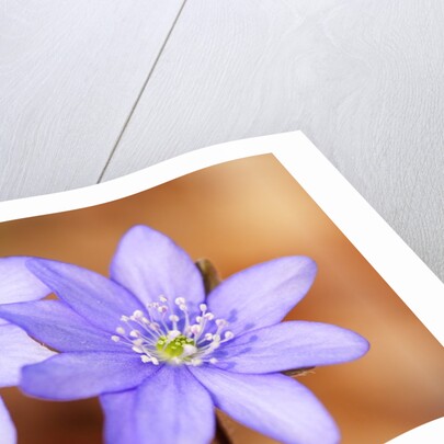 Purple Liverwort Flower by Anonymous