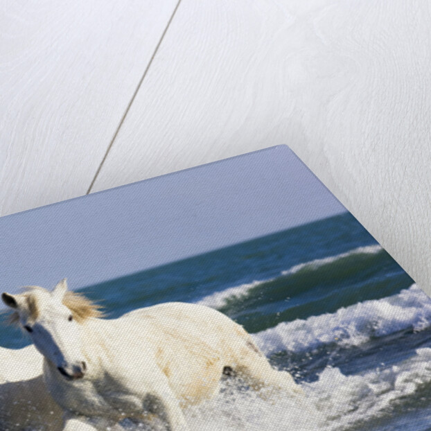 Camargue Horses in Surf by Anonymous