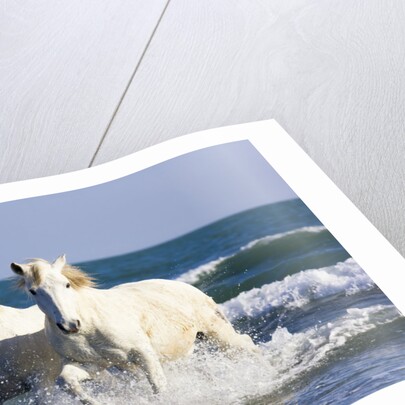 Camargue Horses in Surf by Anonymous