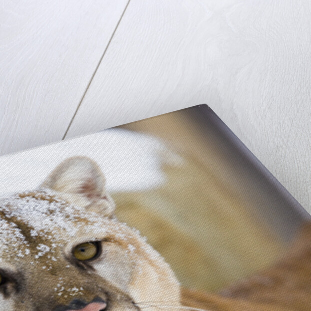 Mountain Lion by Anonymous