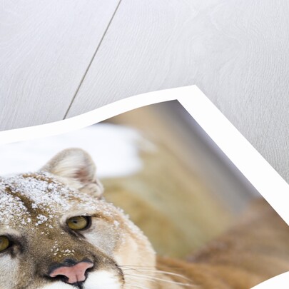 Mountain Lion by Anonymous