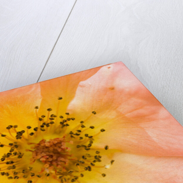 Close-up or Orange Shrub Rose by Anonymous