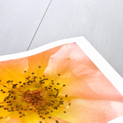 Close-up or Orange Shrub Rose by Anonymous