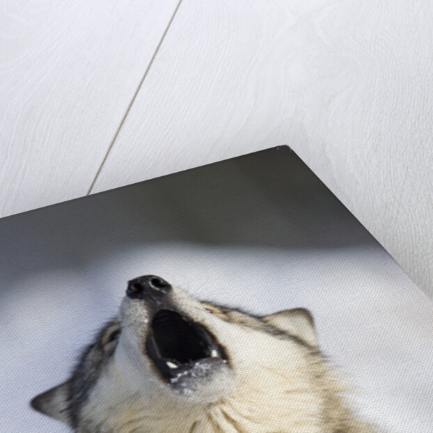 Gray Wolf Howling by Anonymous