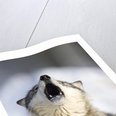 Gray Wolf Howling by Anonymous