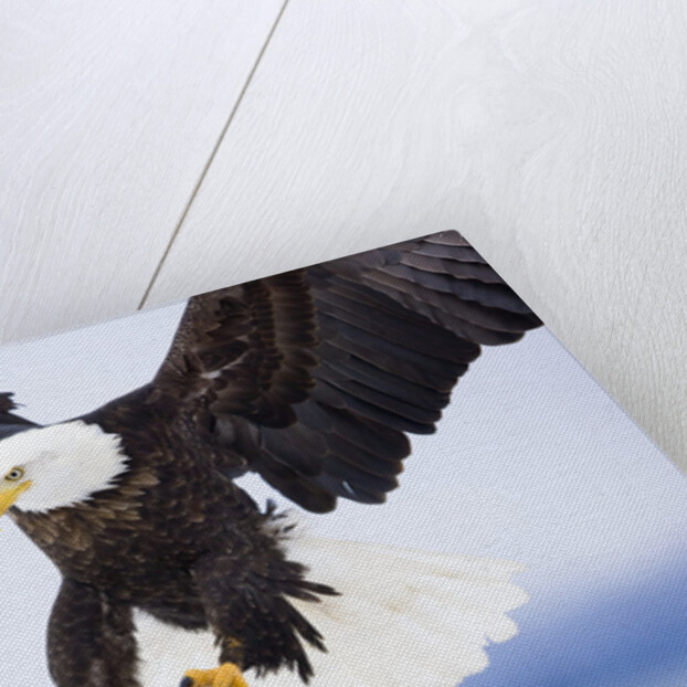 Bald Eagle Landing by Anonymous