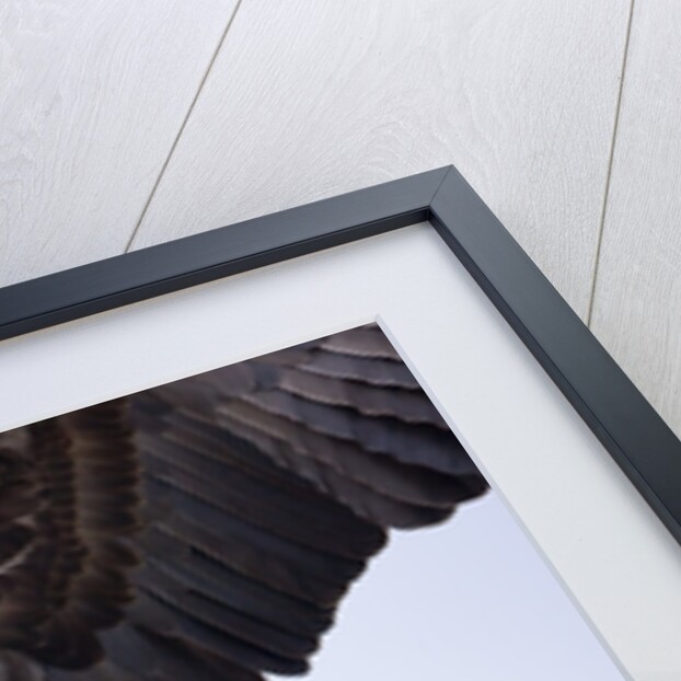 Bald Eagle Landing by Anonymous