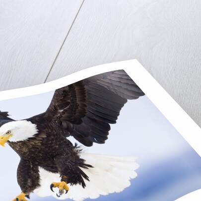 Bald Eagle Landing by Anonymous