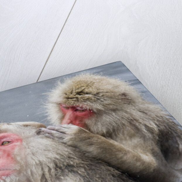 Japanese Macaques in Hot Spring by Anonymous