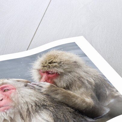 Japanese Macaques in Hot Spring by Anonymous