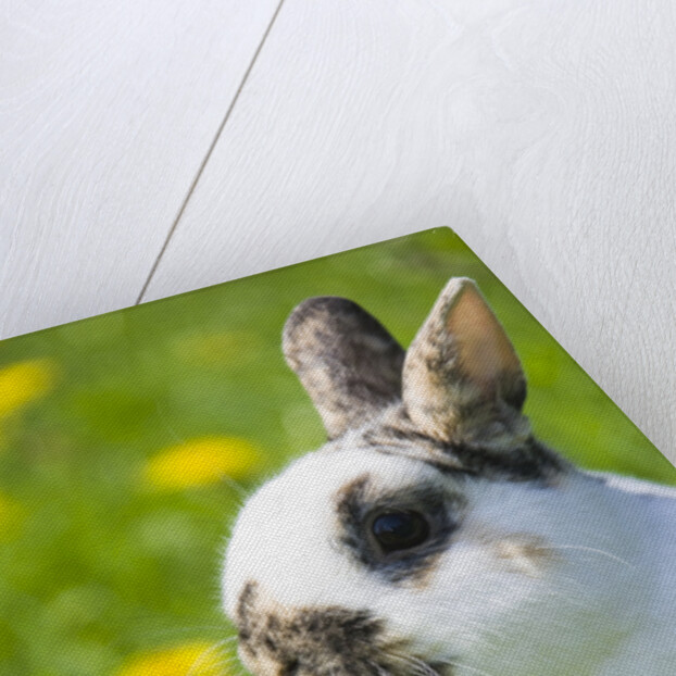Dwarf Rabbit in Grass by Anonymous