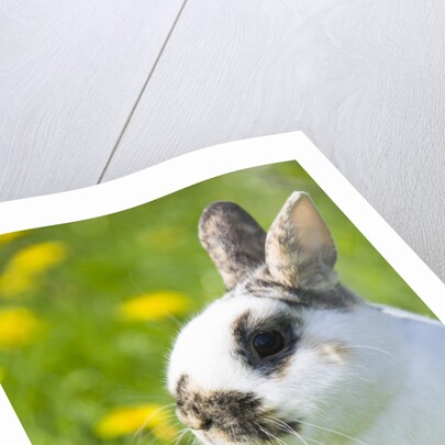 Dwarf Rabbit in Grass by Anonymous