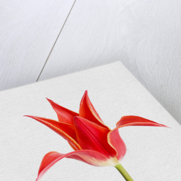 Red Tulip by Anonymous