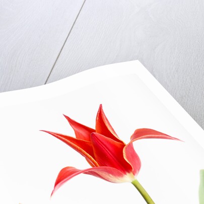 Red Tulip by Anonymous