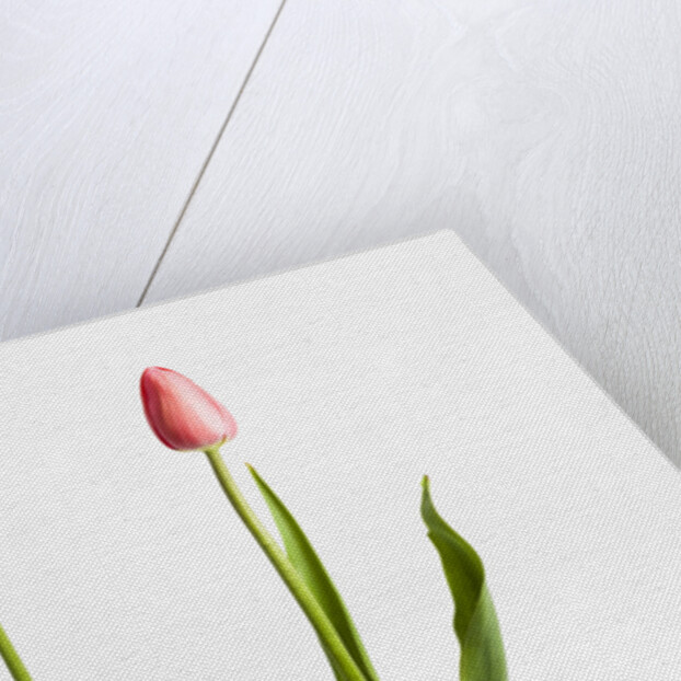 Red Tulips by Anonymous