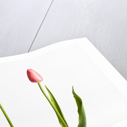 Red Tulips by Anonymous