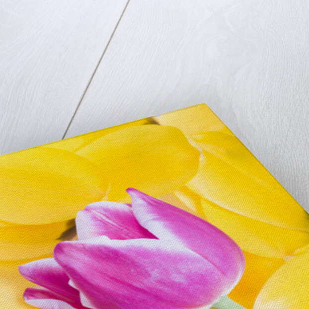 Purple Tulip on Yellow Tulip Petals by Anonymous