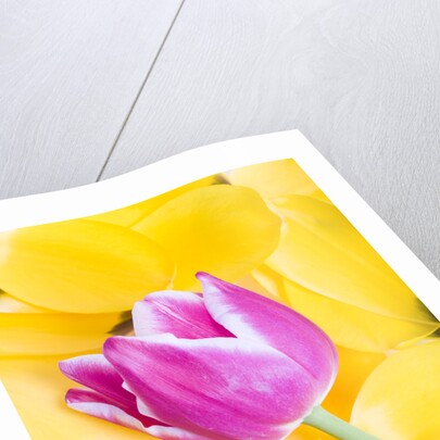 Purple Tulip on Yellow Tulip Petals by Anonymous