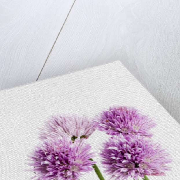 Purple Chive Flowers by Anonymous