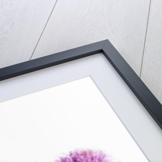 Purple Chive Flowers by Anonymous