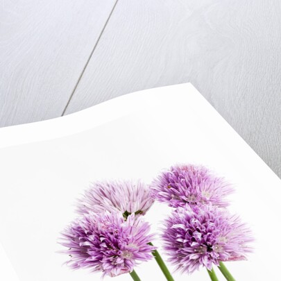 Purple Chive Flowers by Anonymous