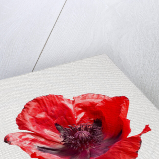 Red Poppy by Anonymous