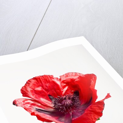 Red Poppy by Anonymous