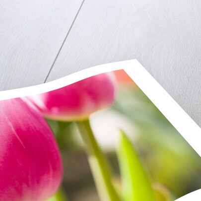 Purple Tulips by Anonymous
