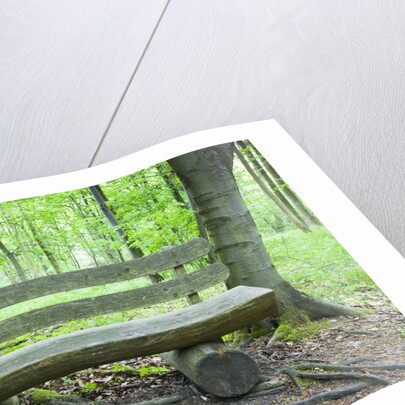 Log Bench in Beech Forest by Anonymous