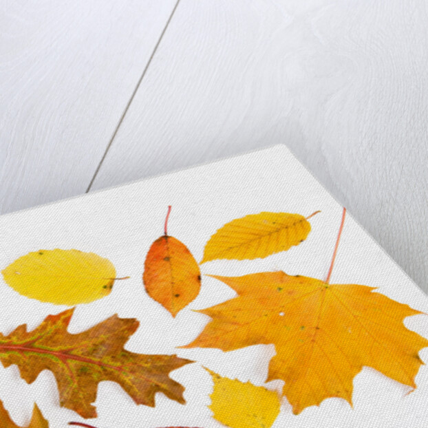 Fall Leaves by Anonymous