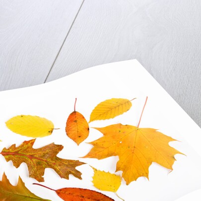 Fall Leaves by Anonymous