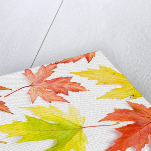 Japanese Maple Leaves by Anonymous