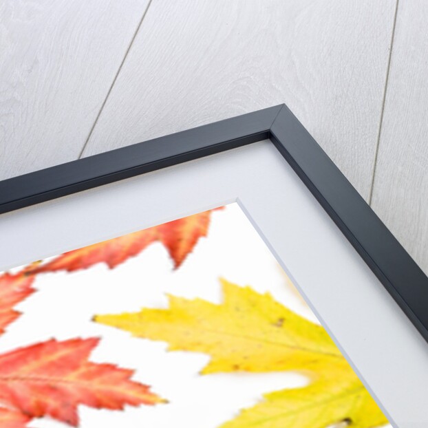 Japanese Maple Leaves by Anonymous