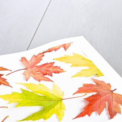 Japanese Maple Leaves by Anonymous