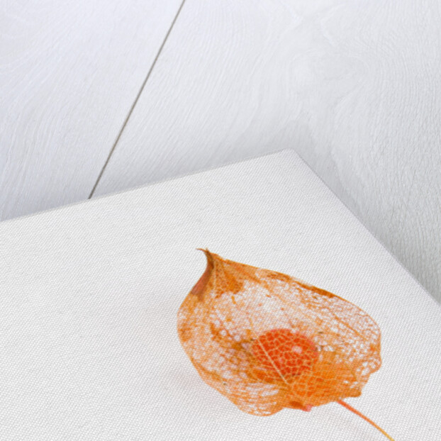 Orange Chinese Lantern Plant by Anonymous