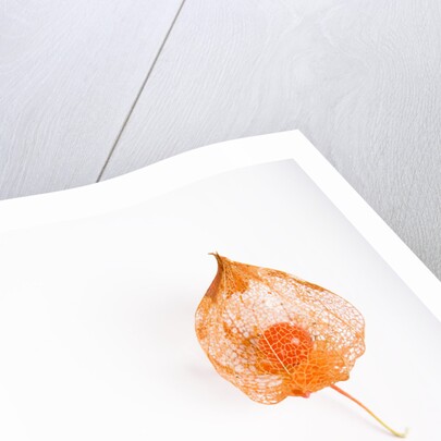 Orange Chinese Lantern Plant by Anonymous