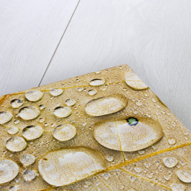 Water Drops on Maple Leaf by Anonymous