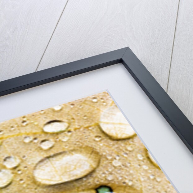 Water Drops on Maple Leaf by Anonymous