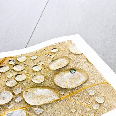 Water Drops on Maple Leaf by Anonymous