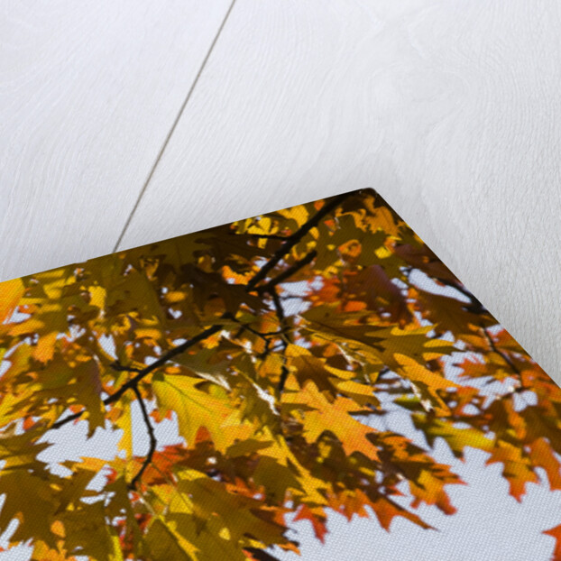 Oak Leaves and Sky by Anonymous