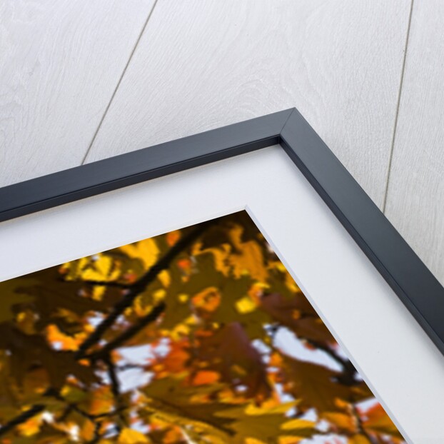 Oak Leaves and Sky by Anonymous