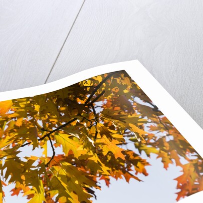 Oak Leaves and Sky by Anonymous