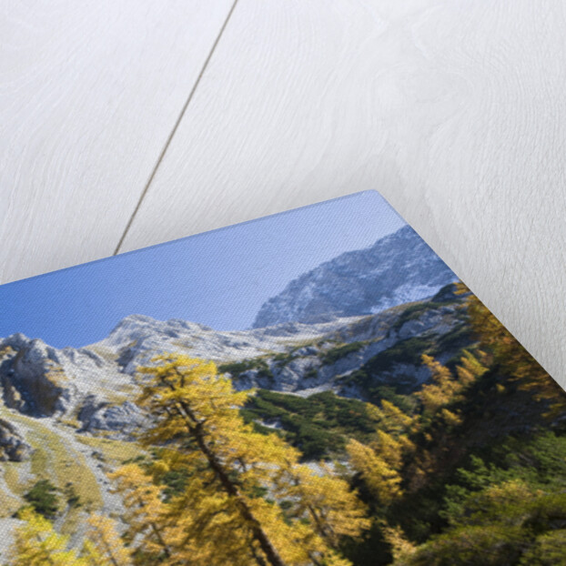 Larch Tree and Mount Zugspitze by Anonymous