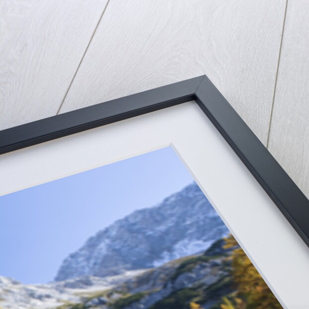 Larch Tree and Mount Zugspitze by Anonymous