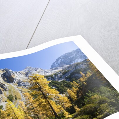 Larch Tree and Mount Zugspitze by Anonymous